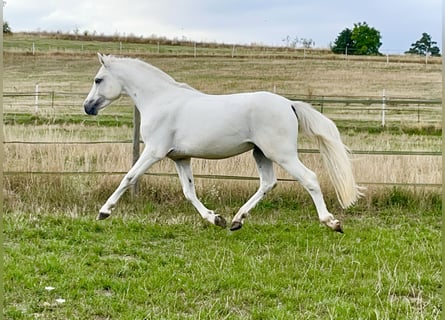 Connemara, Caballo castrado, 4 años, 147 cm, Tordo