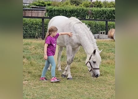 Connemara, Caballo castrado, 4 años, 148 cm, Tordo