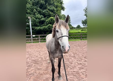 Connemara, Caballo castrado, 4 años, 148 cm, Tordo