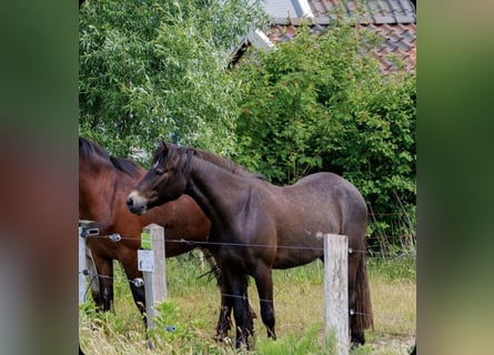 Connemara, Caballo castrado, 4 años, 152 cm