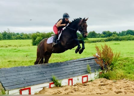 Connemara, Caballo castrado, 4 años, 152 cm, Castaño