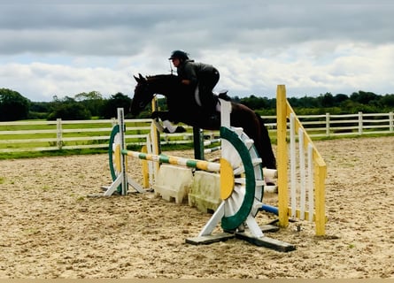 Connemara, Caballo castrado, 4 años, 152 cm, Castaño