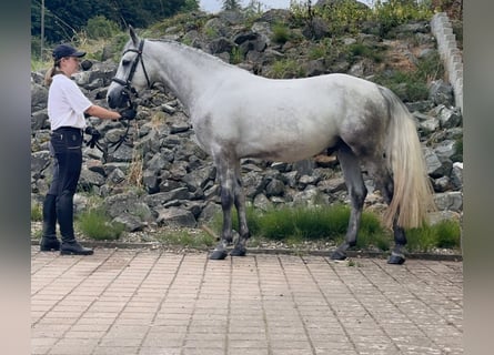 Connemara, Caballo castrado, 4 años, 152 cm, Porcelana