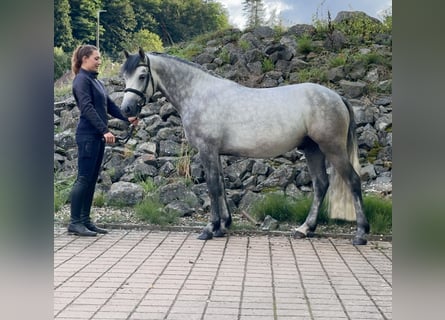 Connemara, Caballo castrado, 4 años, 152 cm, Tordillo negro