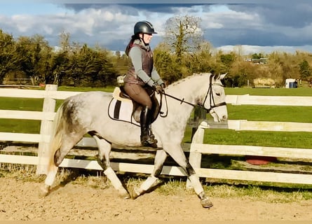 Connemara, Caballo castrado, 4 años, 152 cm, Tordo