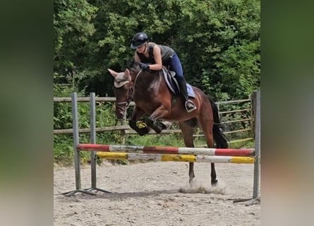 Connemara, Caballo castrado, 4 años, 156 cm, Castaño