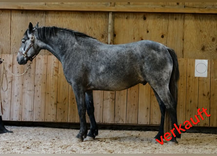 Connemara, Caballo castrado, 4 años, 156 cm, Tordo