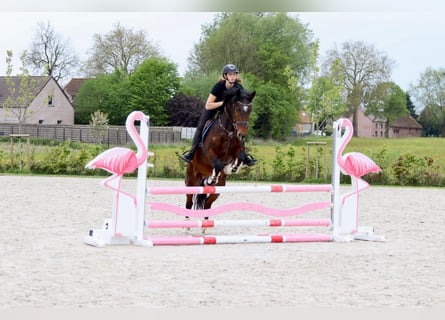 Connemara, Caballo castrado, 4 años, 157 cm, Castaño