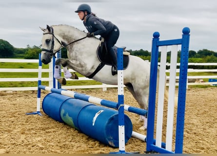 Connemara, Caballo castrado, 4 años, 158 cm, Tordo