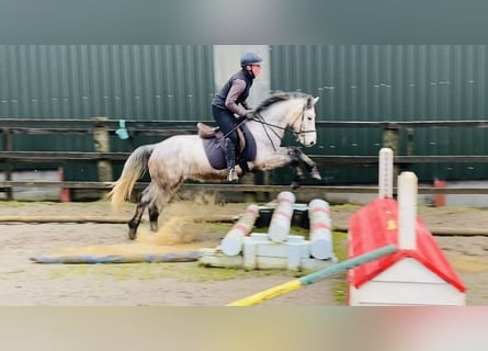 Connemara, Caballo castrado, 5 años, 140 cm