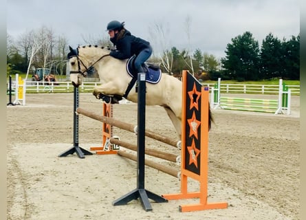 Connemara, Caballo castrado, 5 años, 148 cm, Bayo