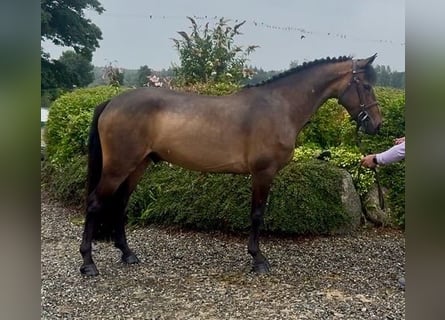 Connemara, Caballo castrado, 5 años, 148 cm, Castaño rojizo