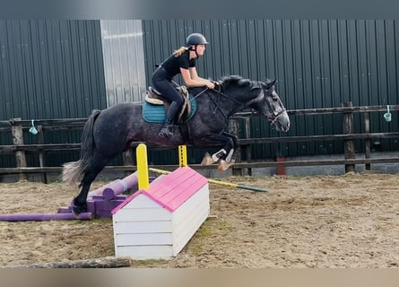 Connemara, Caballo castrado, 5 años, 148 cm, Tordo
