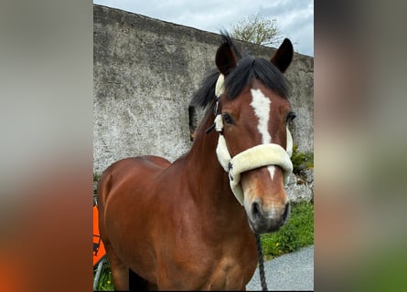 Connemara, Caballo castrado, 5 años, 148 cm, Tordo