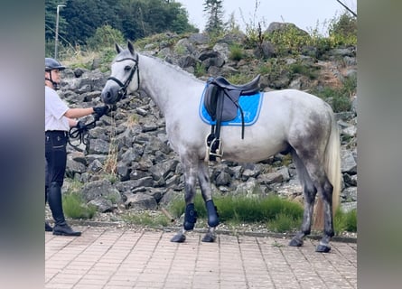 Connemara, Caballo castrado, 5 años, 148 cm, Tordo rodado