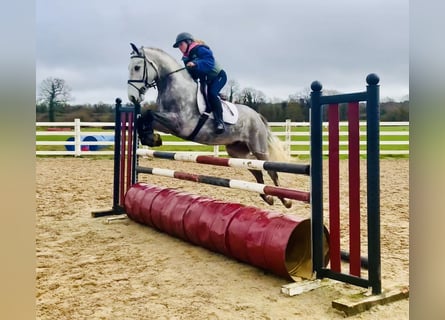 Connemara, Caballo castrado, 5 años, 152 cm, Tordo rodado