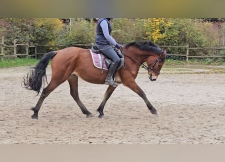 Connemara, Caballo castrado, 5 años, 154 cm, Castaño