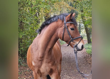 Connemara, Caballo castrado, 5 años, 154 cm, Castaño