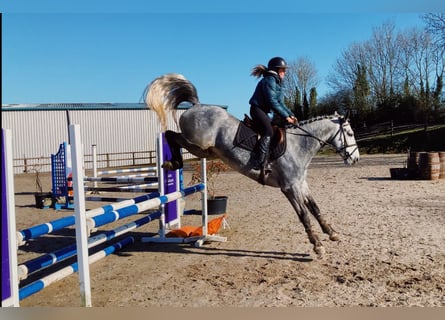 Connemara, Caballo castrado, 5 años, 154 cm, Tordo rodado