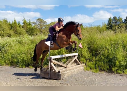 Connemara, Caballo castrado, 5 años, 155 cm, Castaño rojizo