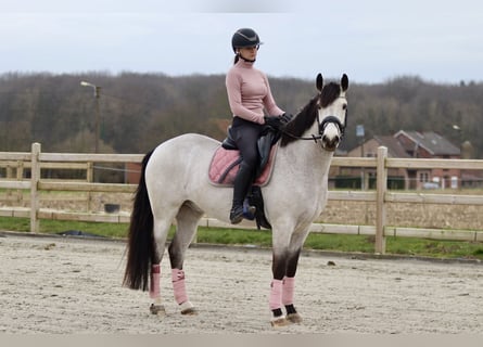 Connemara, Caballo castrado, 5 años, 156 cm, Dunalino (Cervuno x Palomino)