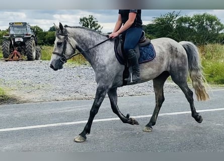 Connemara, Caballo castrado, 5 años, 158 cm, Tordo