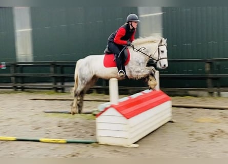 Connemara, Caballo castrado, 6 años, 138 cm, Tordillo negro