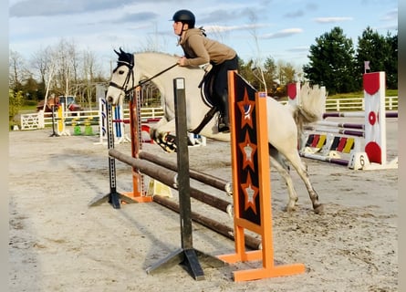 Connemara, Caballo castrado, 6 años, 147 cm, Tordo