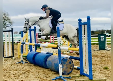 Connemara, Caballo castrado, 6 años, 147 cm, Tordo