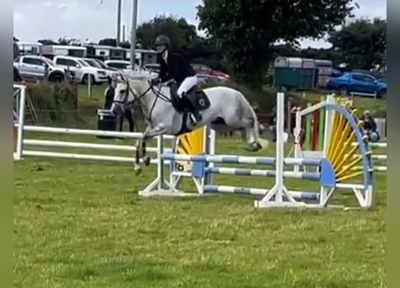 Connemara Mestizo, Caballo castrado, 6 años, 148 cm, Tordo