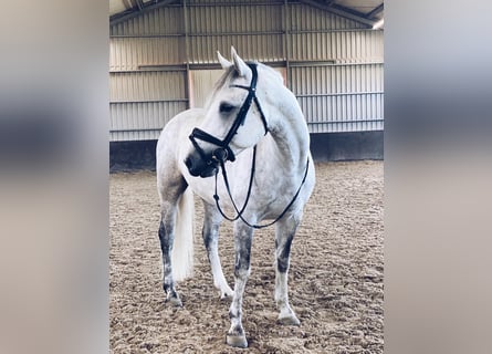 Connemara, Caballo castrado, 6 años, 148 cm, Tordo