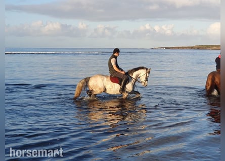 Connemara, Caballo castrado, 6 años, Bayo