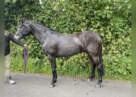 Connemara, Caballo castrado, 7 años, 148 cm, Bayo