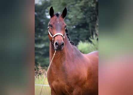 Connemara, Caballo castrado, 9 años, 147 cm, Castaño