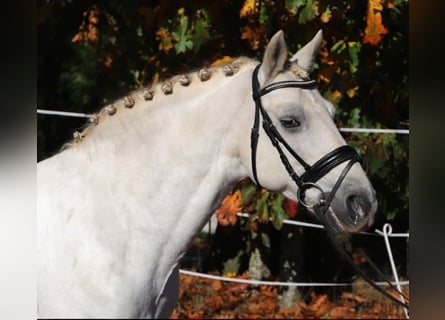 Connemara Mix, Castrone, 10 Anni, 149 cm, Grigio