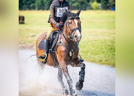 Connemara, Castrone, 15 Anni, 147 cm, Baio ciliegia