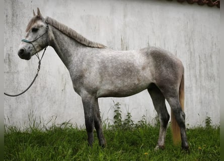 Connemara, Castrone, 3 Anni, 145 cm, Grigio