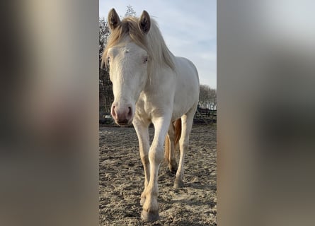 Connemara, Castrone, 3 Anni, 147 cm, Cremello