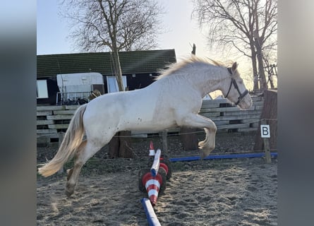 Connemara, Castrone, 3 Anni, 147 cm, Cremello