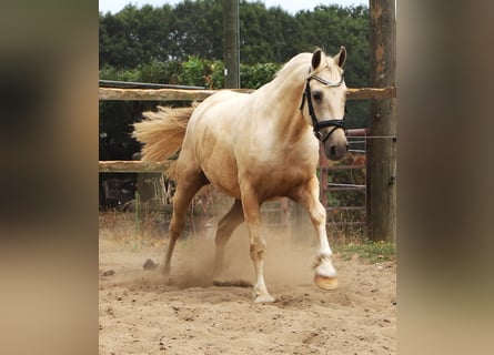 Connemara Mix, Castrone, 3 Anni, Palomino