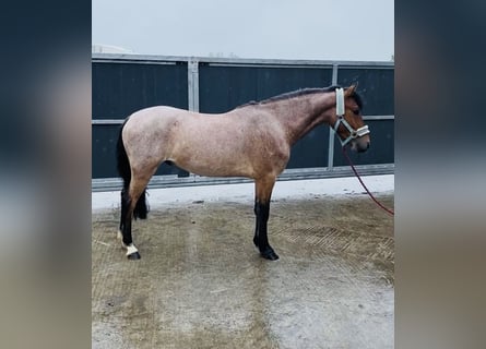 Connemara, Castrone, 4 Anni, 133 cm, Grigio rossastro