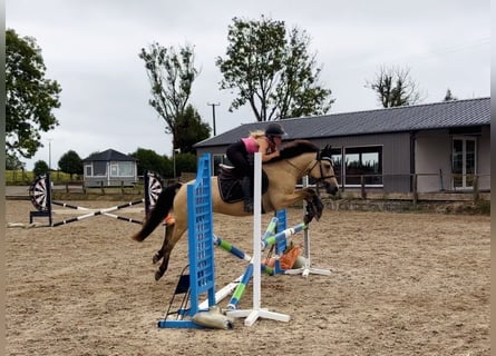 Connemara, Castrone, 4 Anni, 138 cm, Falbo