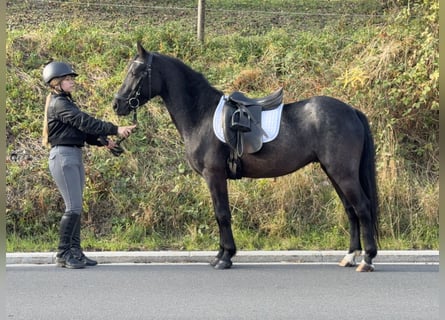 Connemara, Castrone, 4 Anni, 139 cm, Roano blu