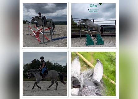 Connemara, Castrone, 4 Anni, 145 cm, Grigio