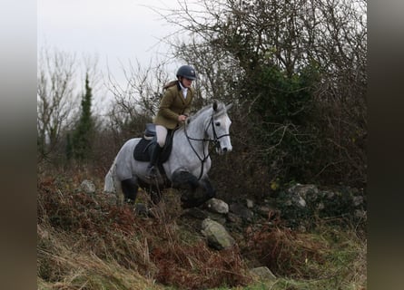 Connemara, Castrone, 4 Anni, 146 cm, Grigio pezzato