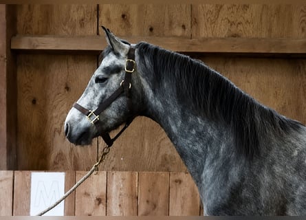 Connemara, Castrone, 4 Anni, 147 cm, Falbo baio