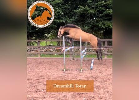 Connemara, Castrone, 4 Anni, 148 cm, Pelle di daino