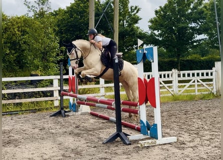 Connemara, Castrone, 4 Anni, 153 cm