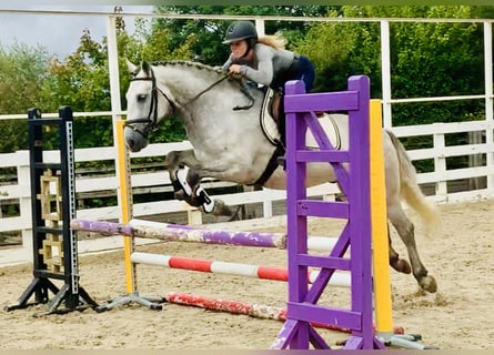 Connemara, Castrone, 4 Anni, 154 cm, Grigio