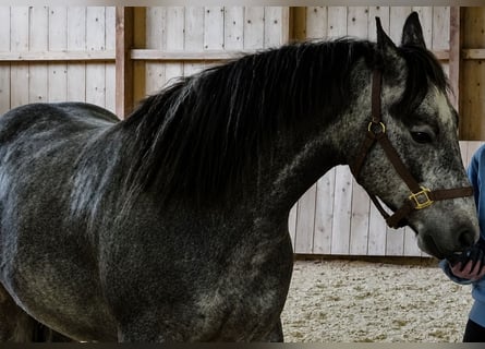 Connemara, Castrone, 4 Anni, 154 cm, Grigio